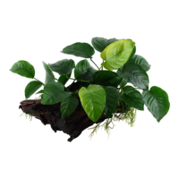 anubias XL